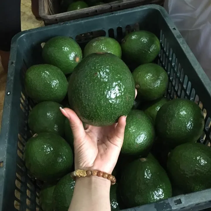 Свежий авокадо из Вьетнама для экспорта по лучшей цене стандартный высококачественный фрукт