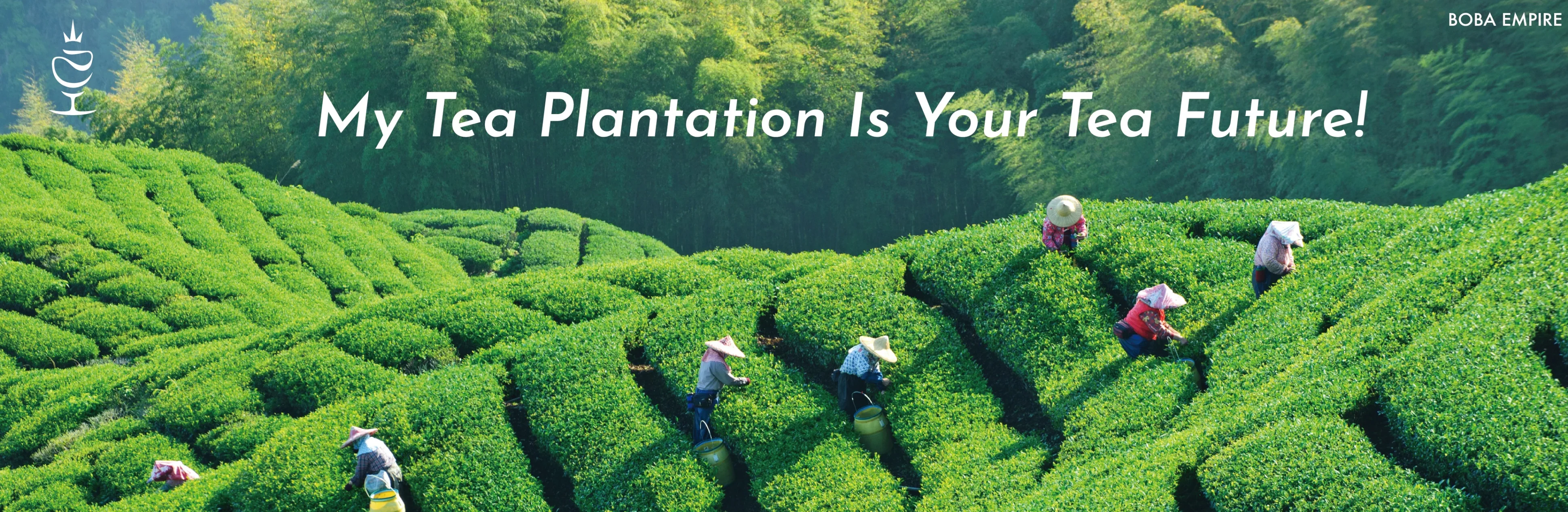 Taiwan Jin Xuan Golden Green Tea for bubble tea