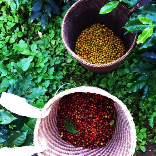 
Shipping Worldwide Coffee Beans Arabica Mangling Coffee Slightly Sour Taste ith Natural Sweet Finish 