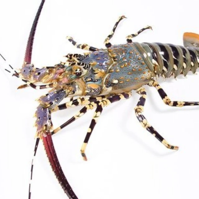 Fresh Alive Lobster For Discount Price