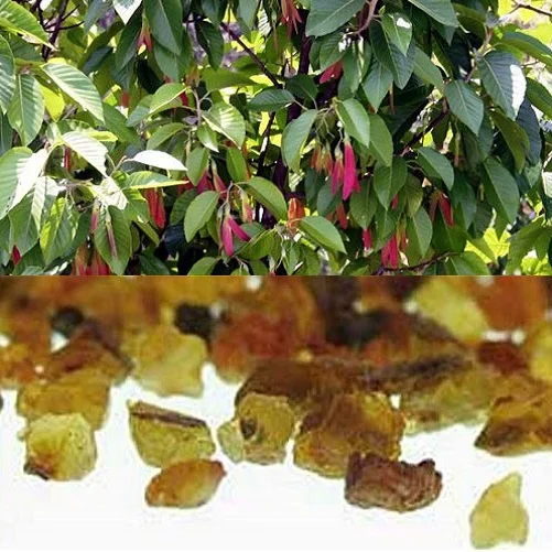 100% Pure Hot Selling High Quality  Gurjun Balsam Essential Oil/ Wholesale Aromatherapy Gurjun Balsam Oil