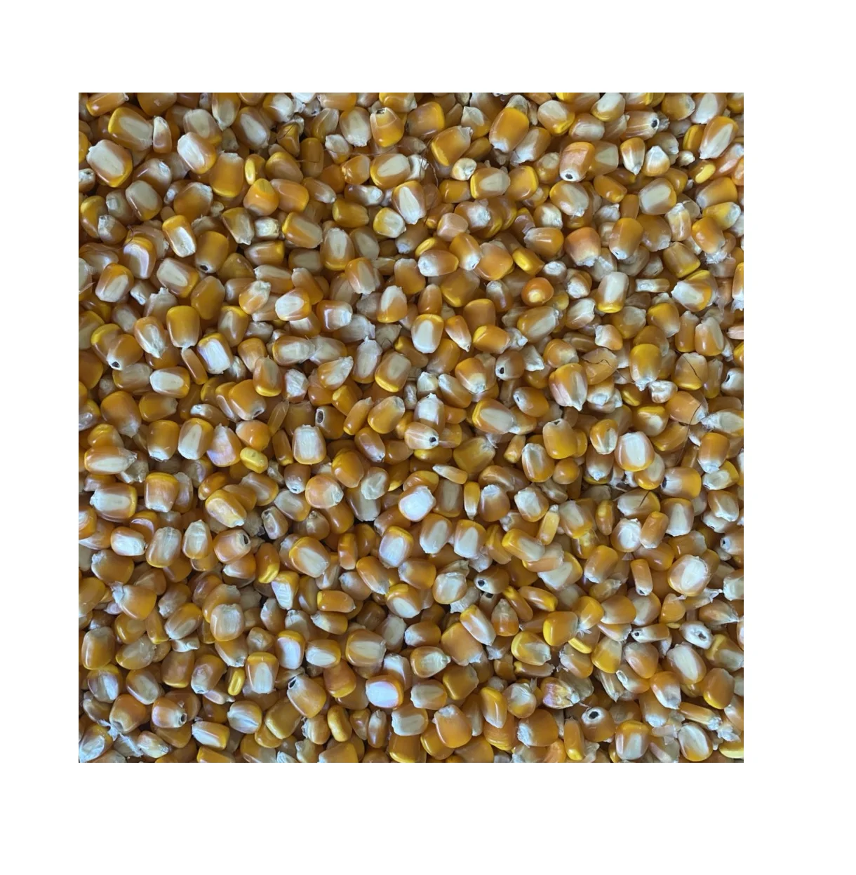 Высококачественная желтая кукуруза, 100% натуральная кукуруза, желтая кукуруза, зернистость кукурузы от Son La