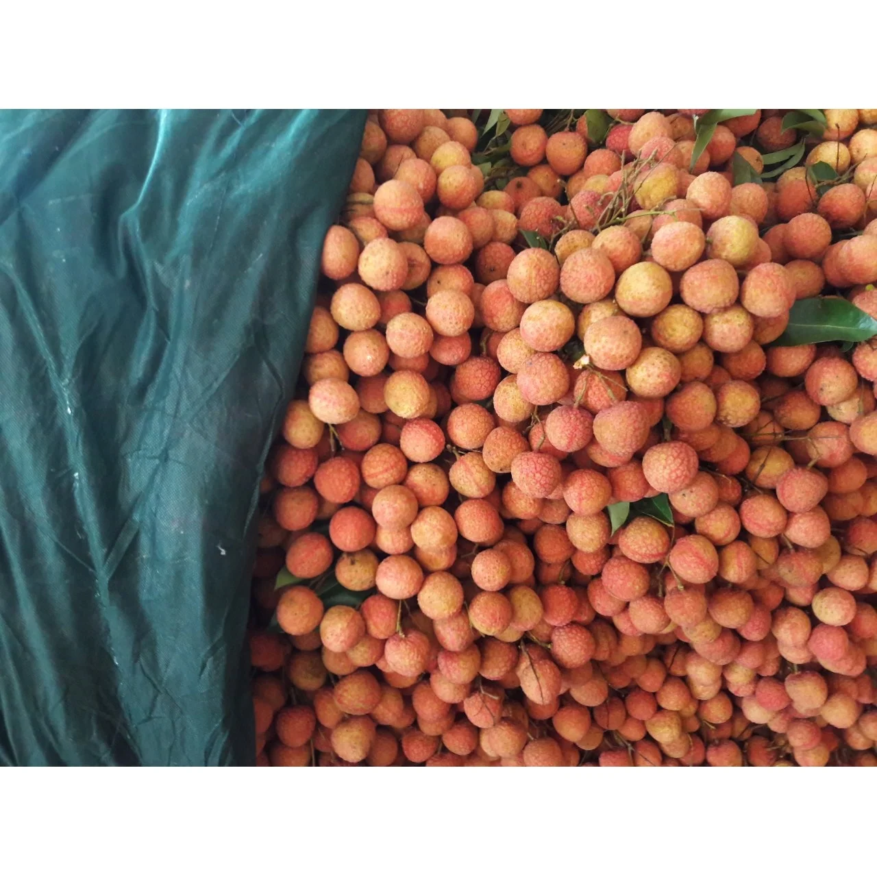  Оптовая продажа специальная кухня Органическая личи класса А очень мягкая сладкая из Вьетнама
