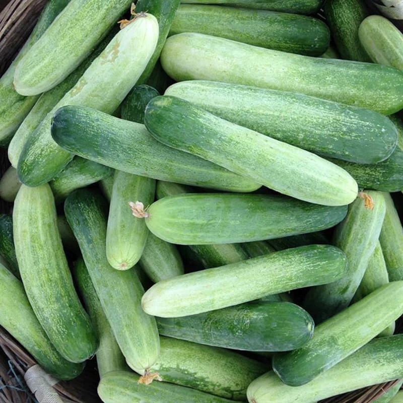 
High Quality Fresh Cucumber For Sale 