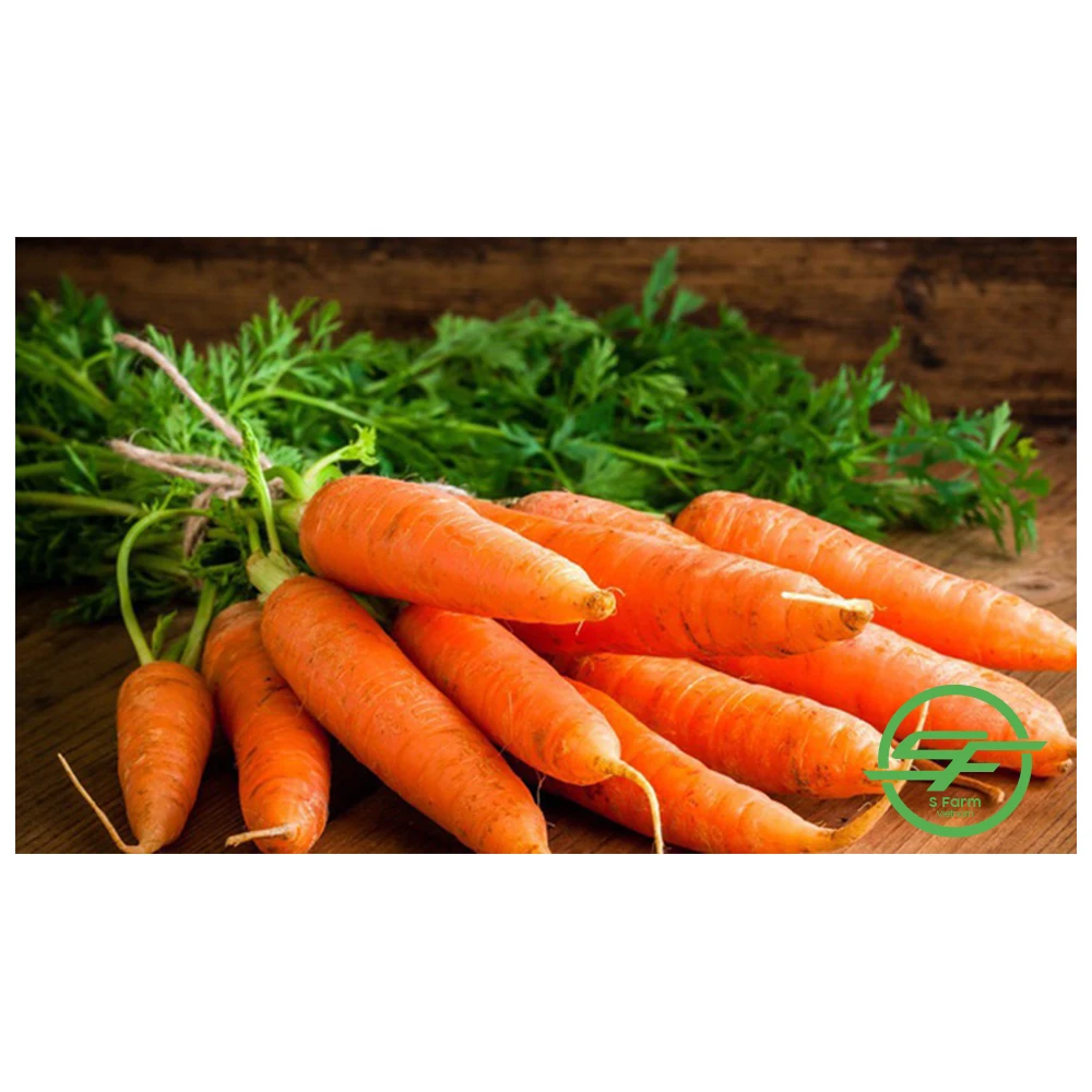 Wholesale Customized Carrot Fresh VIETNAM CARROT 100% Natural Healthy Carton Orange Organic Cultivation