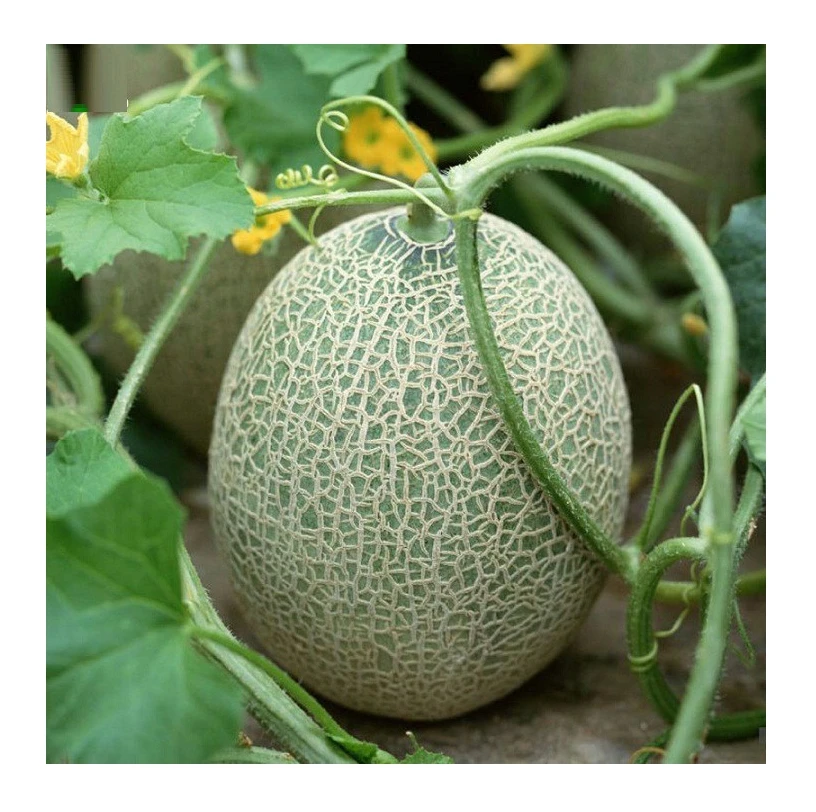 
 Оптовая цена, Высококачественная фруктовая Дыня/канталупа из Вьетнама  