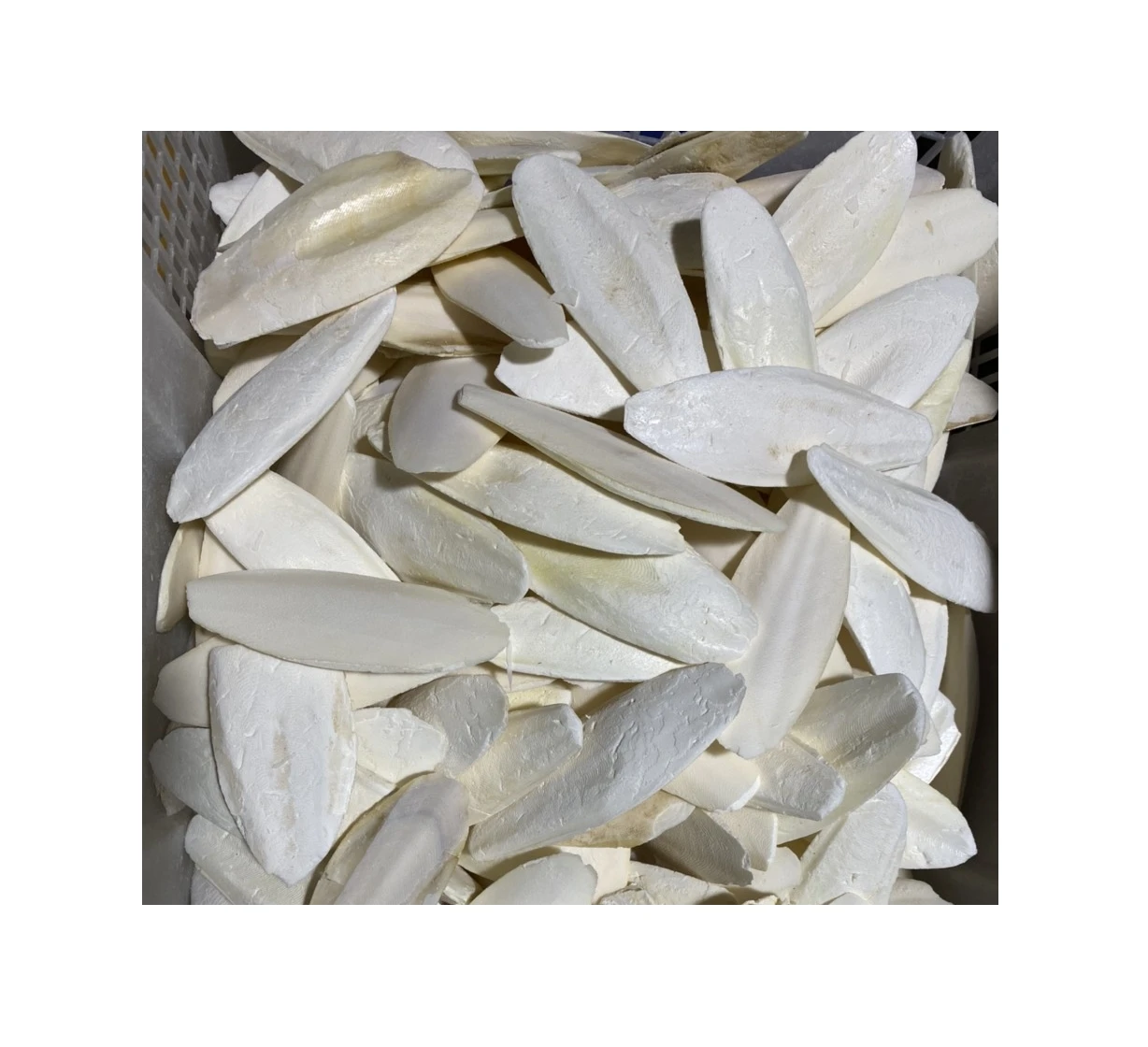 Cuttlebone Material Dried Cuttlefish Bone Or Dried Cuttlebone Best Quality For Sale From Vietnam