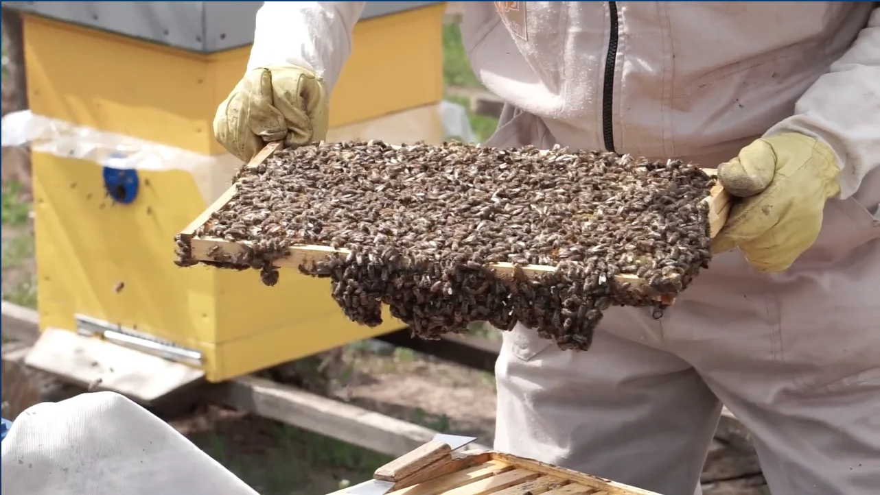 Vietnam HACCP 300kg Bulk Natural Honey