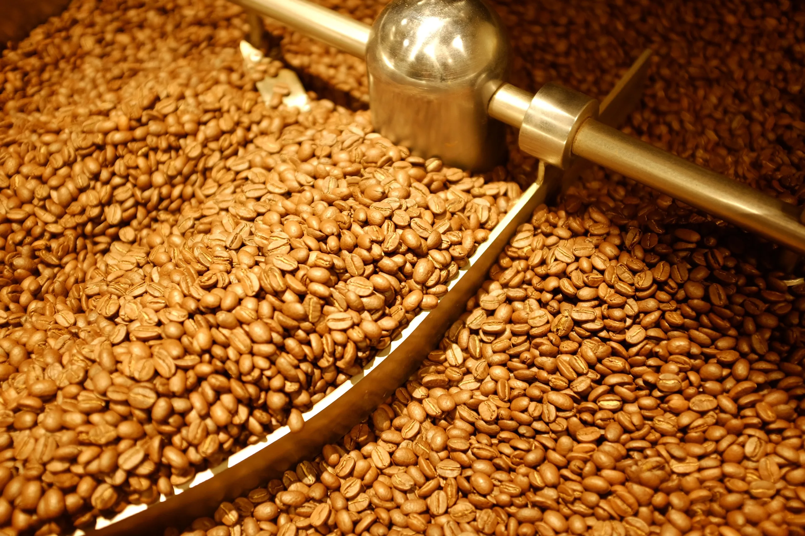  Аутентичный Лучший в мире вьетнамский кофе Arabica по хорошей цене Зеленые зерна оптовая продажа