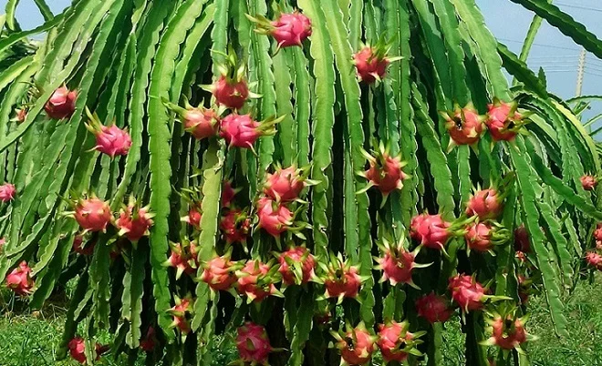 
Sweet Organic VIETGAP Certification 0,3kg - 0,6kg Per Piece Fresh Dragon Fruit 