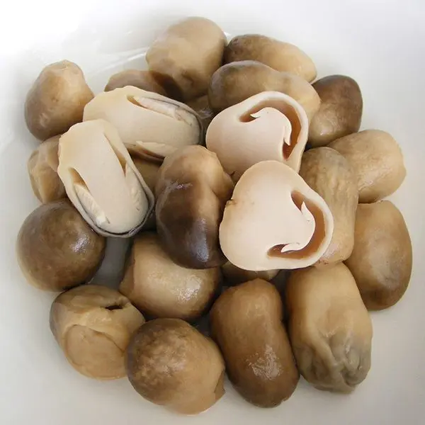 MUSHROOM IN CAN AND DRUM BEST PRICE