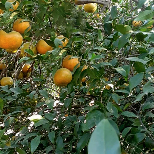 Сладкий клементин Средиземноморский оранжевый свежий урожай 2022