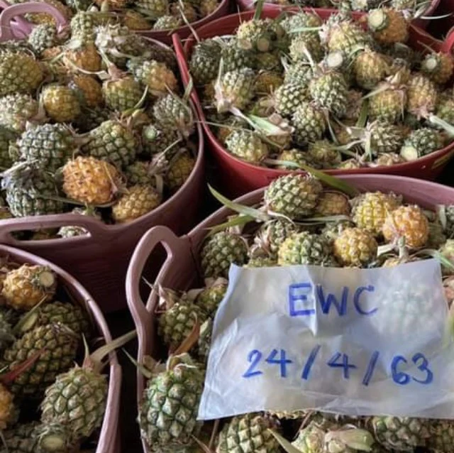 
Fresh Pineapples Mini size Phulae High Quality Hot Selling export from Thailand 