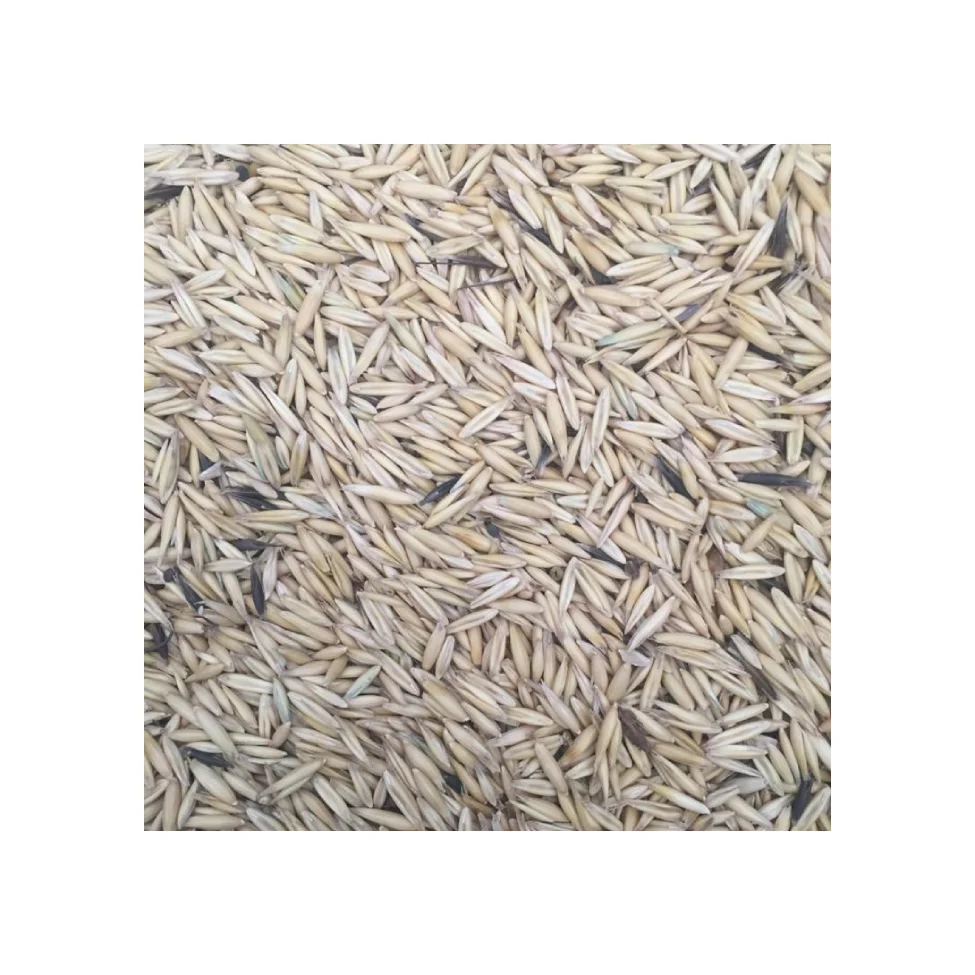 
feed oats for horses 