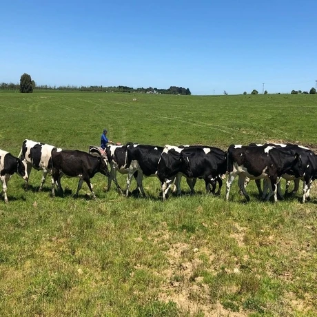 Holstein Friesian Quality Live Dairy Cows and Pregnant Heifers