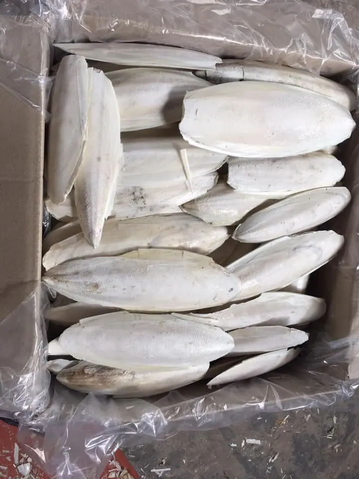 Лучшая цена на кости для морской слепки горячая Распродажа контакты Ms Sandy + 84 587 17 сушеные Премиум-качества птиц