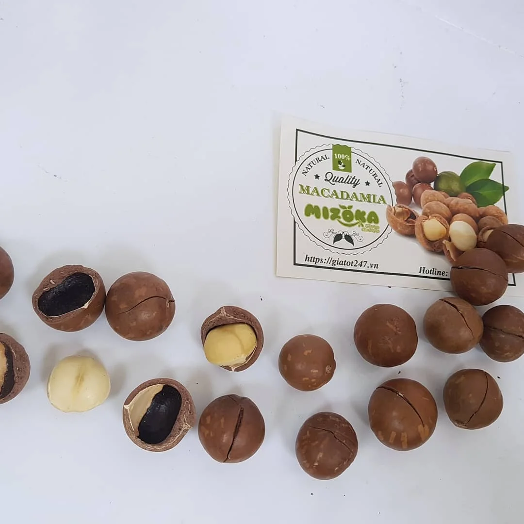 
macadamia nuts original from Vietnam macadamia high quality 2021 
