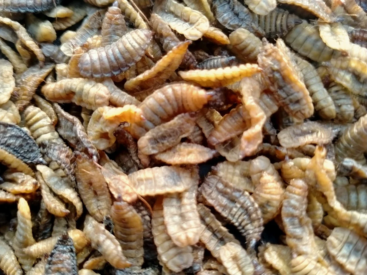 Оптовая продажа Вьетнам высокое качество сушеный черный солдат для корма/жасмин + 84 896679047