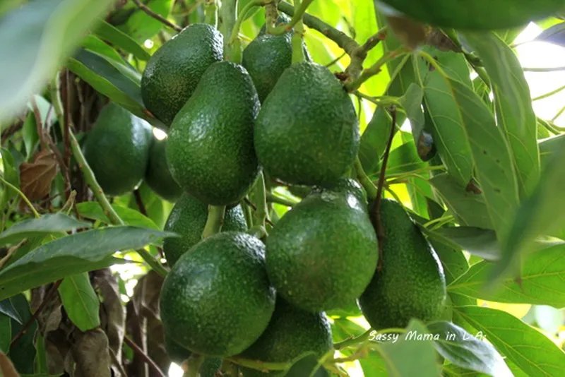 
2021 HASU New Crop Wholesale Price High quality Fresh Avocado Shipping from Vietnam 