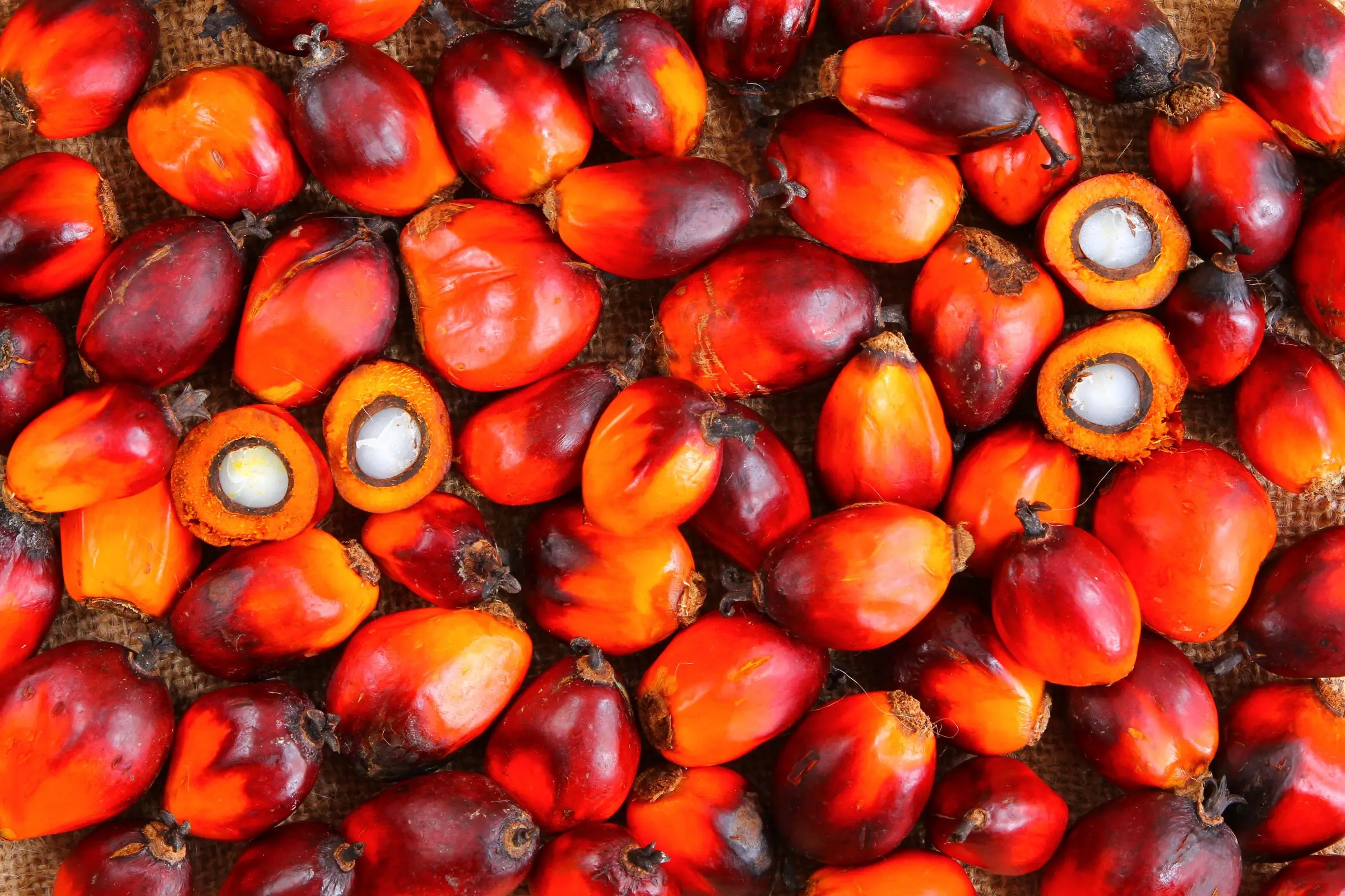 Palm oil. Import to Russia.