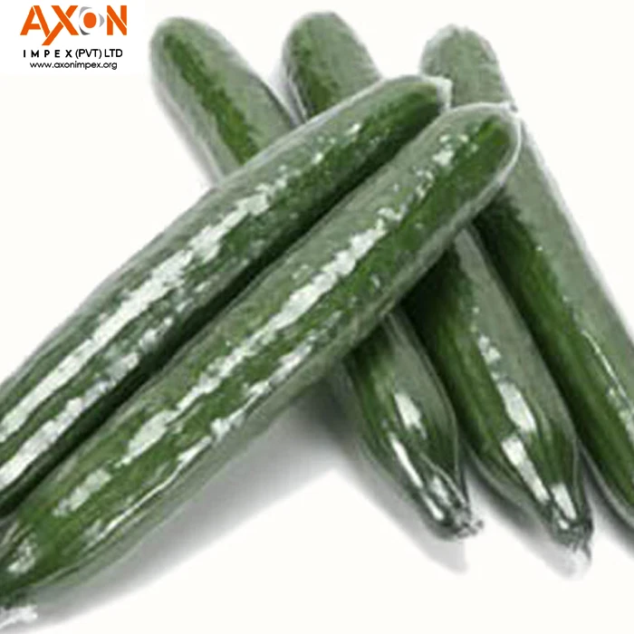
Hot Selling Best Price Fresh Cucumber for Wholesales/Seasonal cucumber/ Long cucumber 