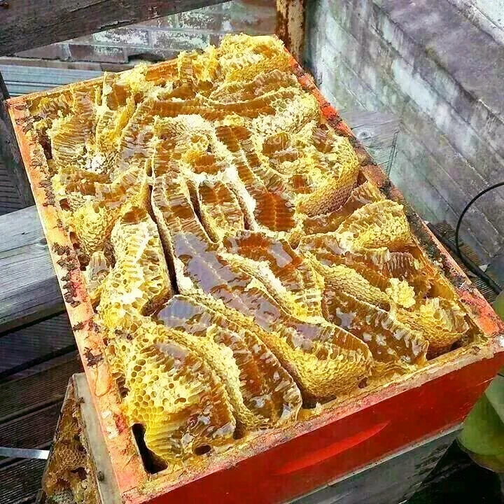 Lychee Honey Thailand Pure honey 100% Premium Honey bee Grade A High quality Thailand product