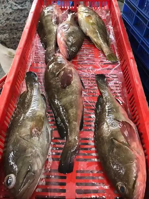 Top quality Reefcod from