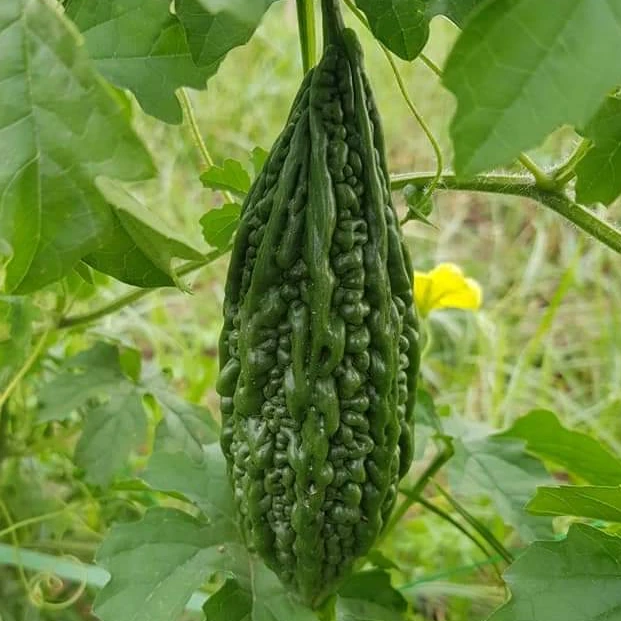 
Supply High Quality Bitter Melon Seeds/Bitter Gourd Seeds For Cultivation Ready to Ship 