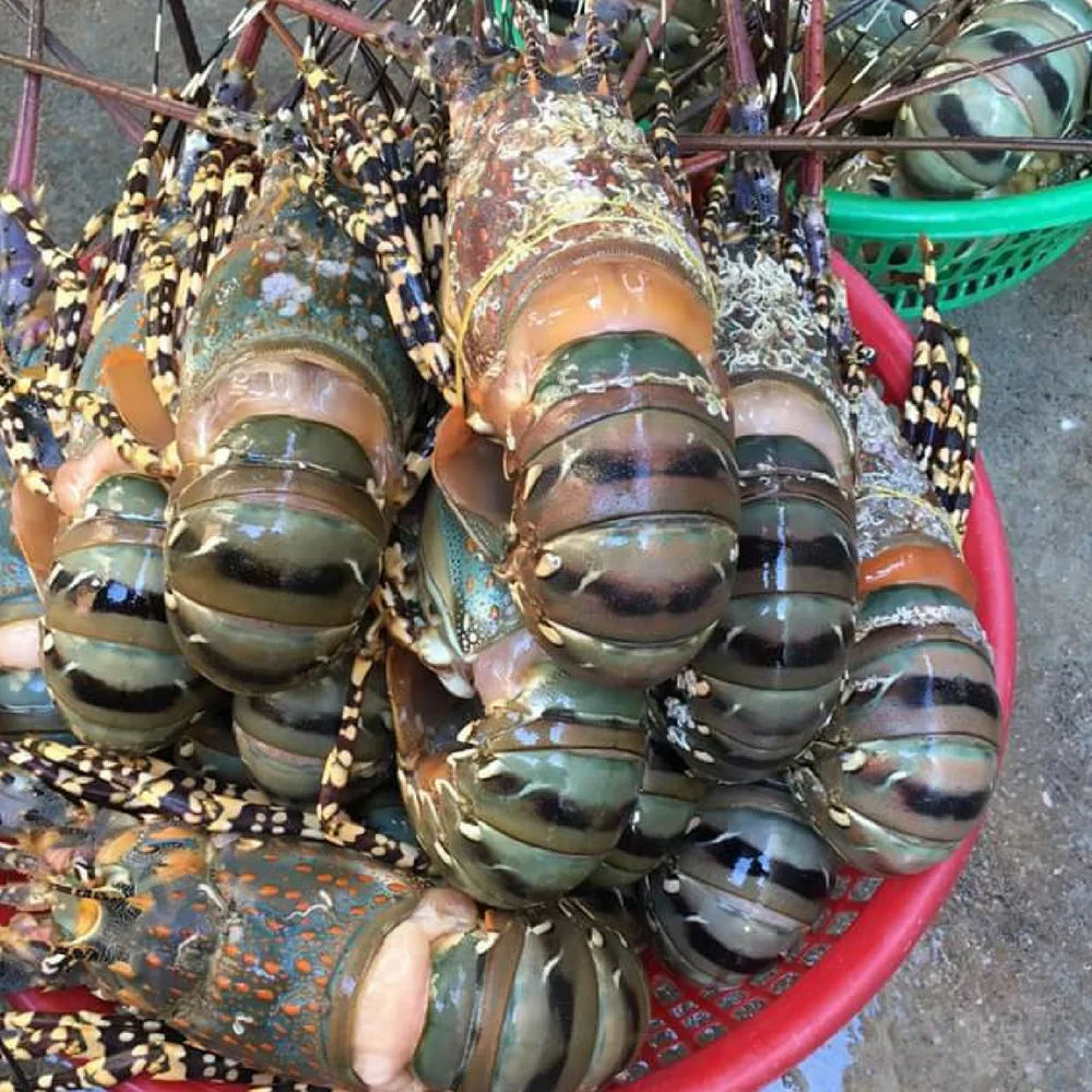 
European Lobsters For Sale / Frozen Lobsters Tail 