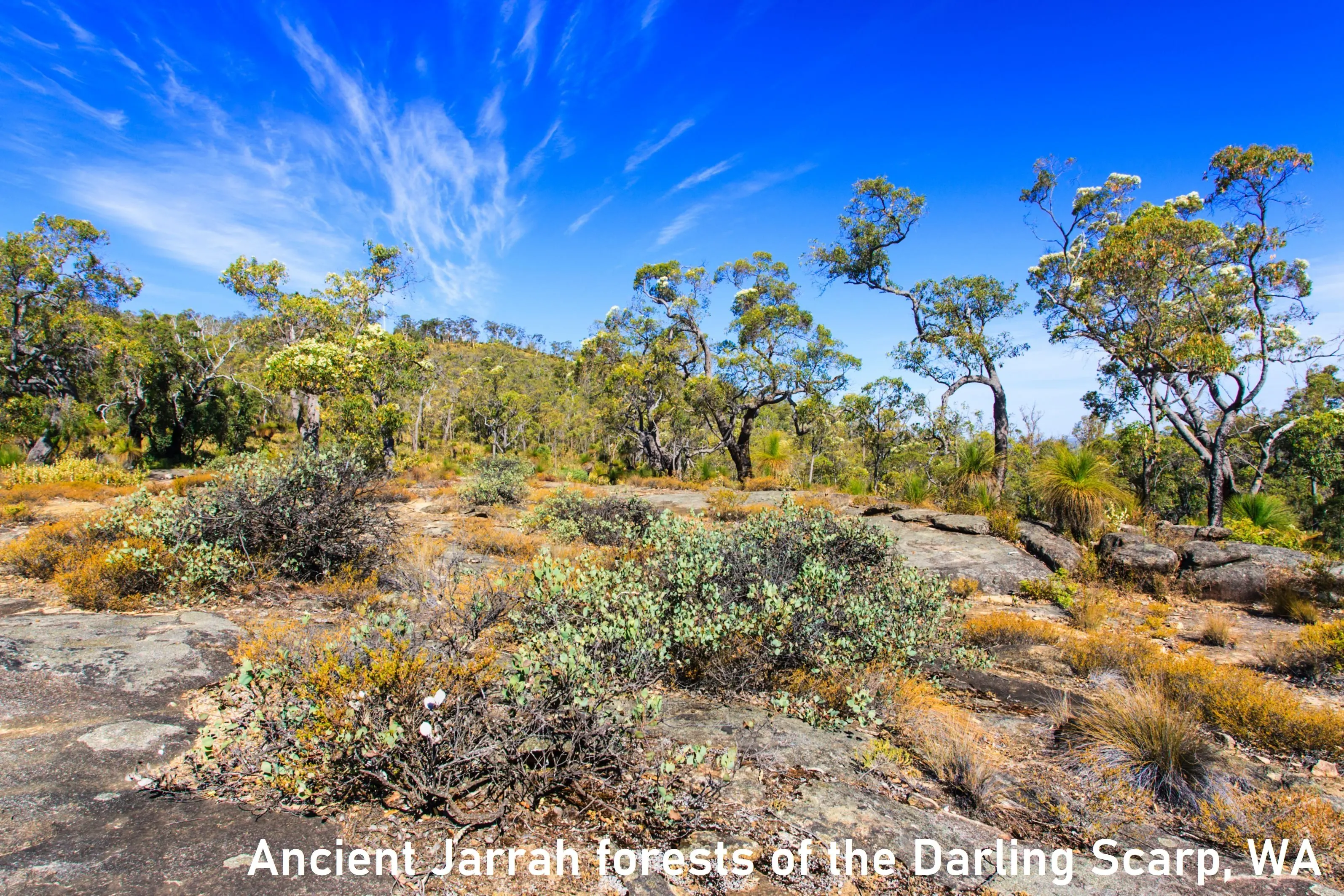 100% Pure Caramel Flavor 21kg No Additives Mono-Floral Type Bulk Packaging Premium Honey TA35+ Marri Honey