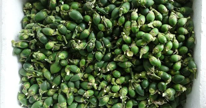 Низкая цена молодой орех betel/молодой сушеный areca из Вьетнама-Lina + 84 896 625 614