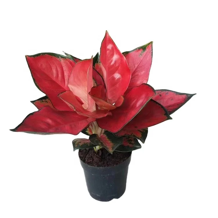 Настоящие зеленые растения Aglaonema «Dongfang Red» бонсай в помещении