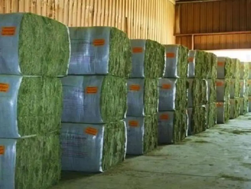 Fresh Alfalfa Hay for Animal feed Natural Cattle Alfalfa Hay Animal Feed for sale..