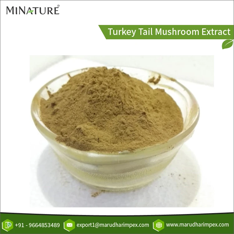 Customized Packaging 100% Pure Most Selling Turkey Tail Mushroom Extract Powder from Top Supplier