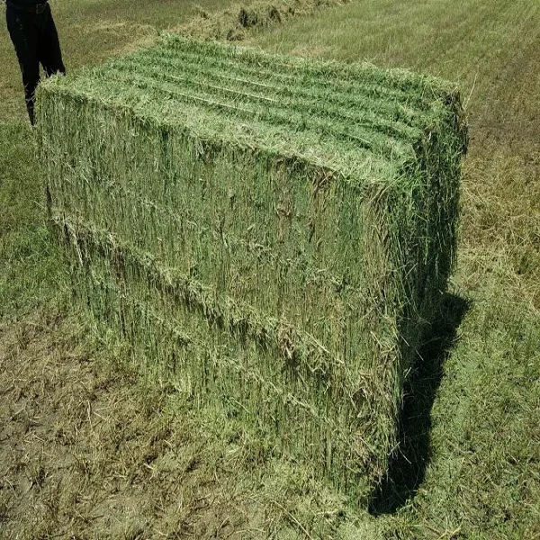 Best Alfalfa Hay and Shipping