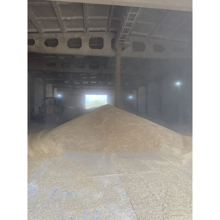 Bulk in container whole barley organic from russian manufacturer, animal feed barley bulk