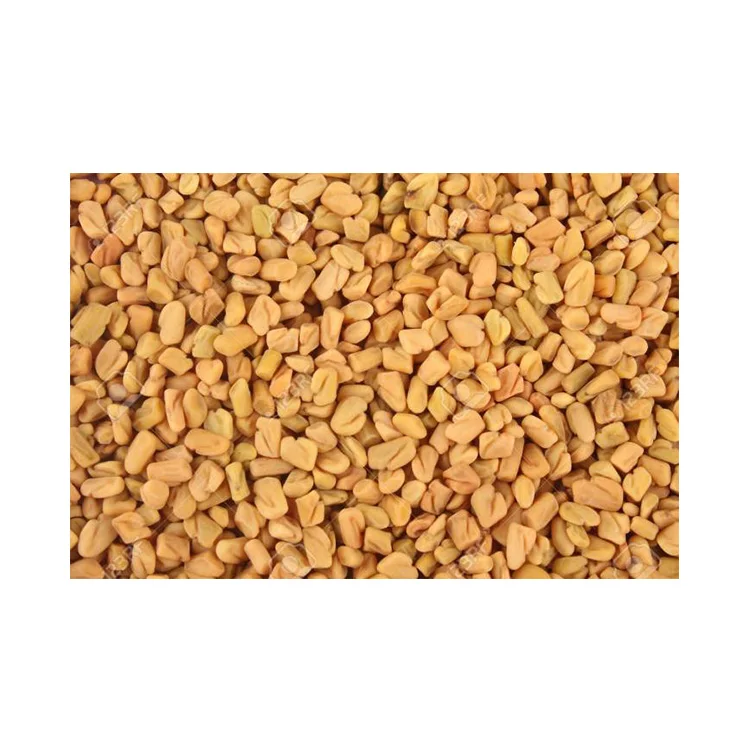 
Trusted Seller of Highest Quality Sortex Grade Fenugreek Seeds at Good Price 