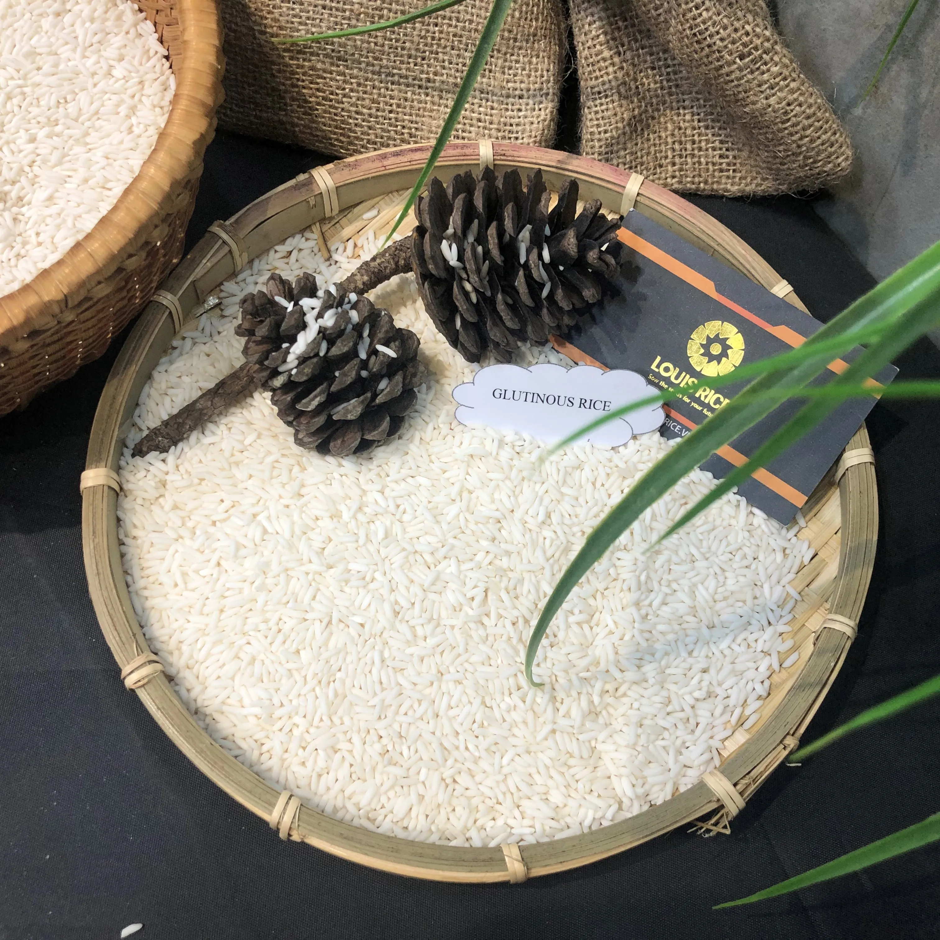 Top sellers Long An glutinous rice 10% broken