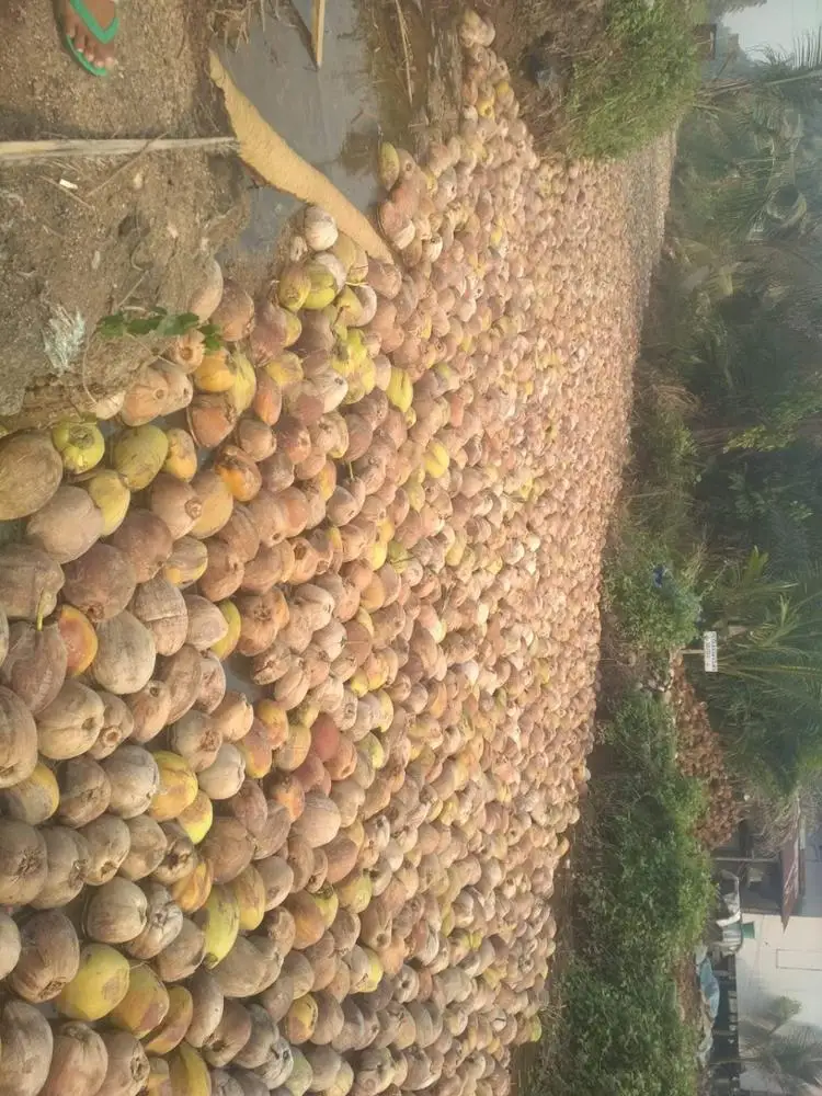 
Wholesale Indonesia Semi Husked Fresh Mature Coconut 