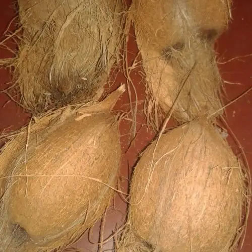 Натуральный коричневый полукокосовый кокосовый орех из Индии 100% натуральный кокосовый орех оптом высокое качество свежий полукокосовый кокосовый орех