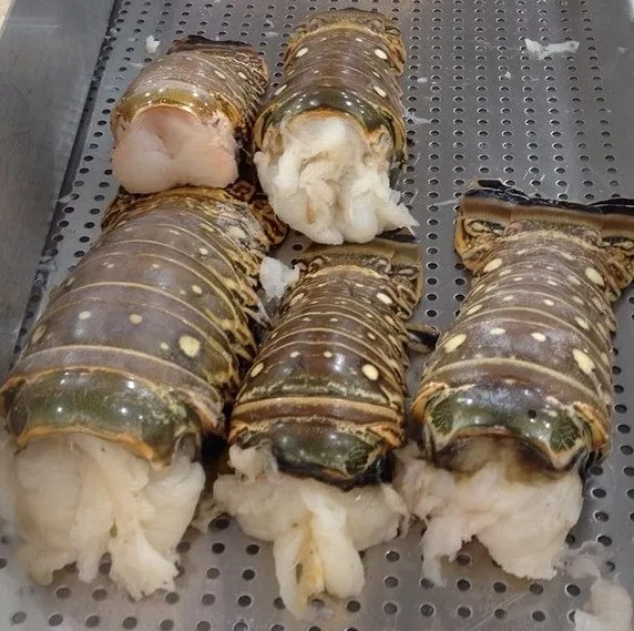 Live Lobster, Spiny Lobster, Frozen Lobsters