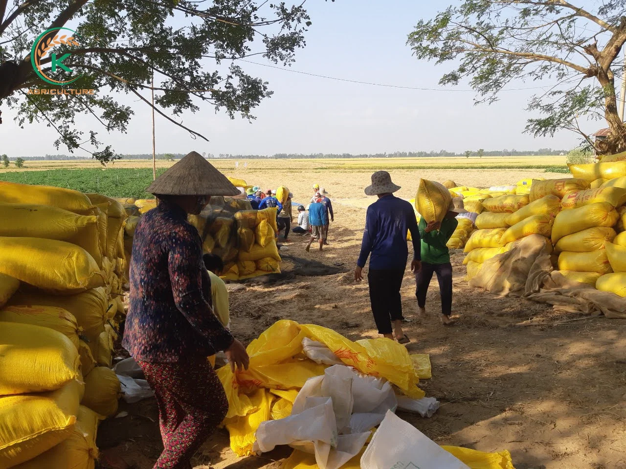 Best Cheapest Price  Vietnam Rice St24 October 2021 Whole Sale For Export