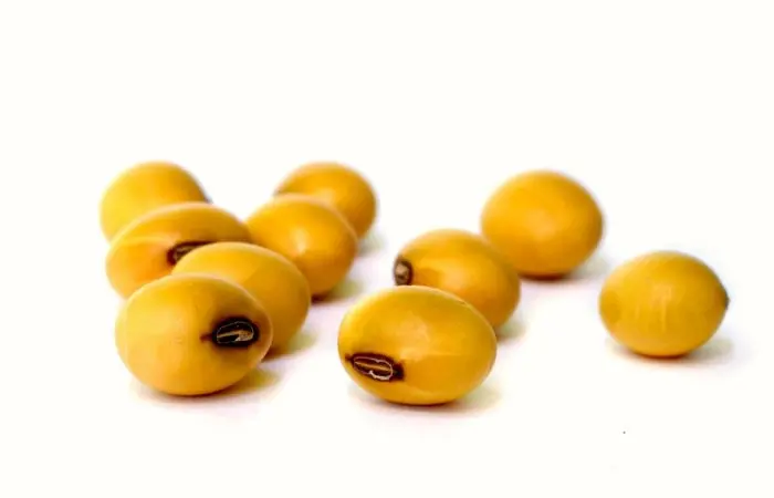 Non GMO Soybeans and Soybeans / Soya Beans Seed