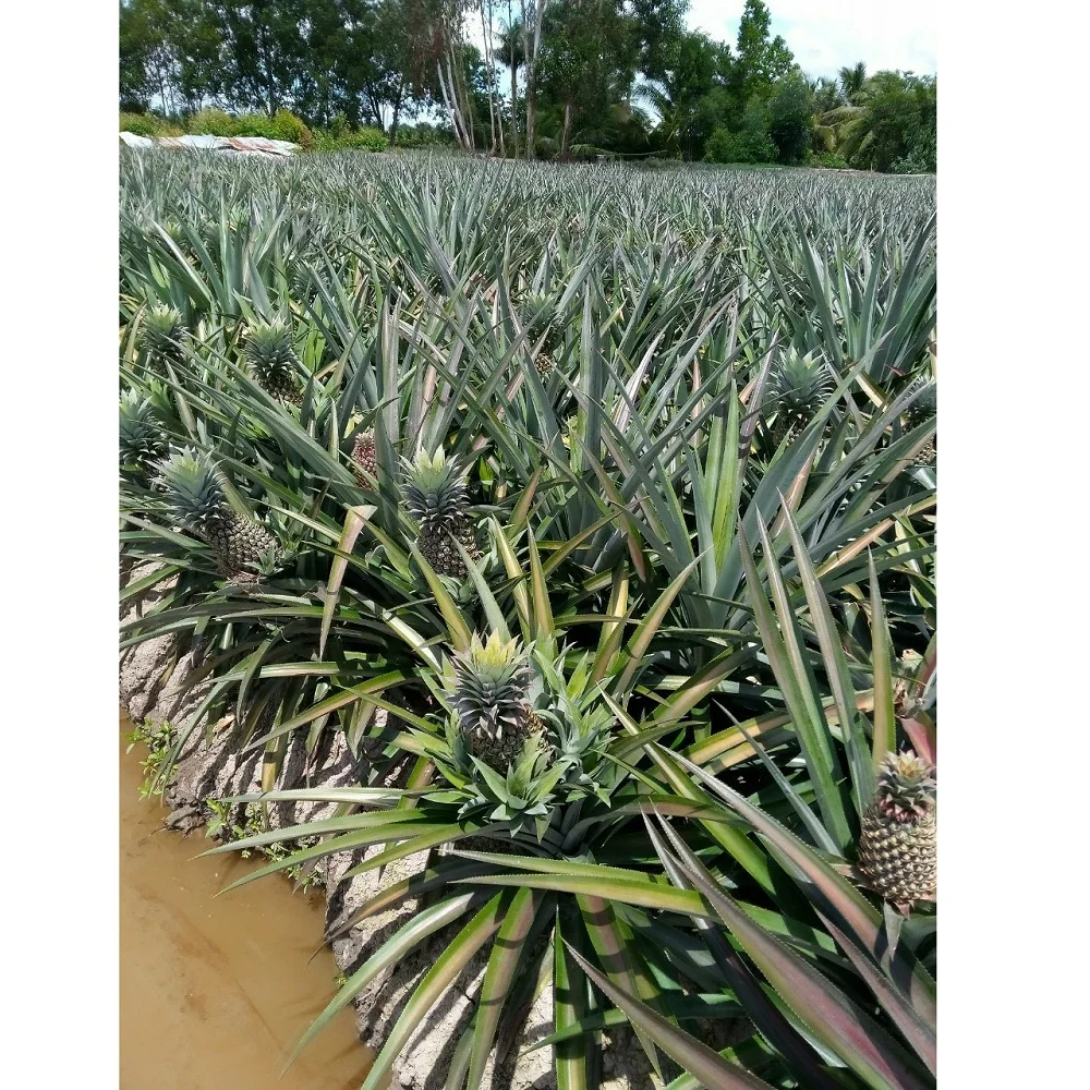 High Quality Wholesale Fresh Mild Sweet Ananas/Pineapples With 1-1.5 kg/pcs From West Of Vietnam