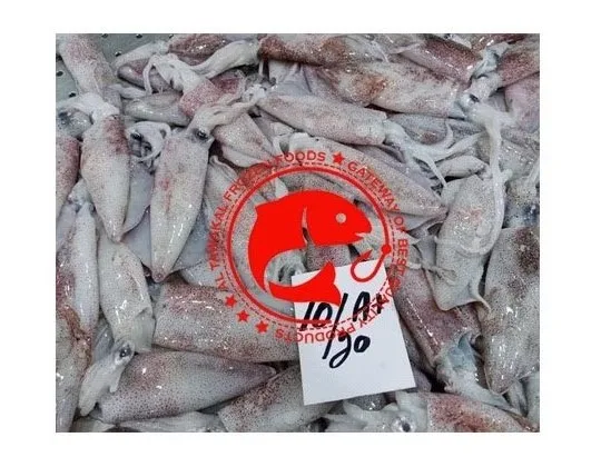 Frozen Whole Loligo Squid For Export in Bulk Quantity High Quality Frozen Loligo Squid Available in Multiple Sizes