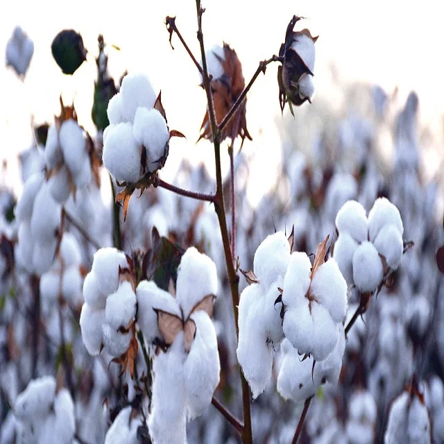 Высококачественный органический хлопок для