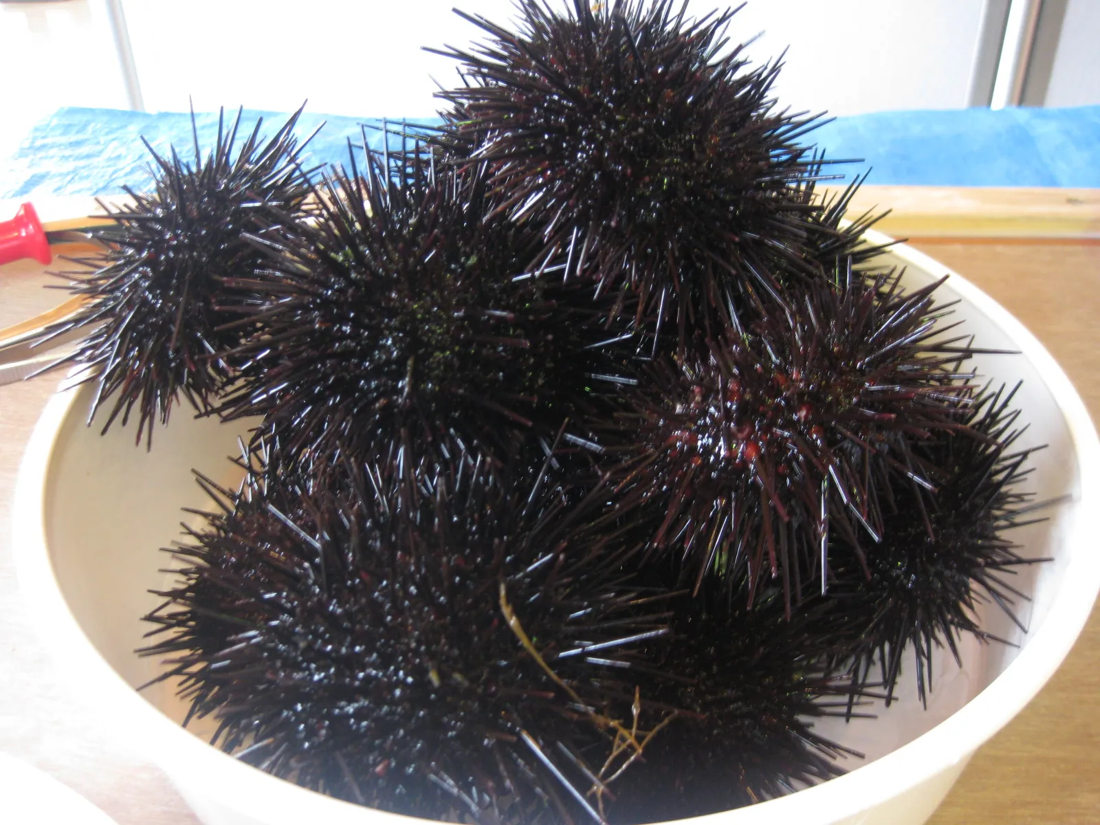 Steamed Sea Urchine,.jpg