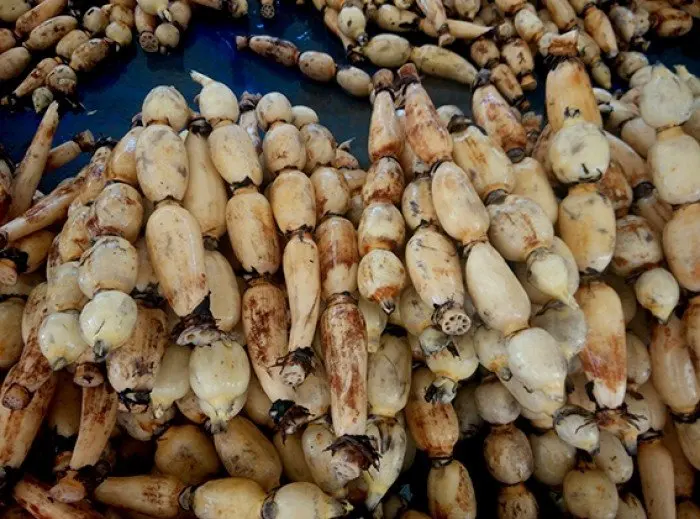 FRESH LOTUS ROOT FROM VIETNAM