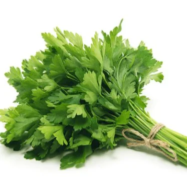 Fresh Parsley Bulk High Quality from Turkey Wholesale Green Color Flat Leaf