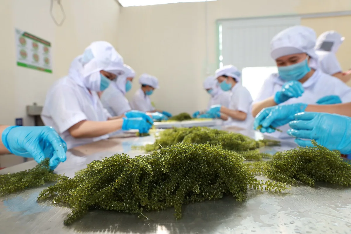 Natural Green Color Characteristics Taste Organic Fresh Sea Grapes Green Food From Viet Nam